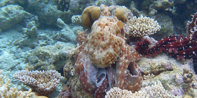 ¿Que peces ver en Tabarca