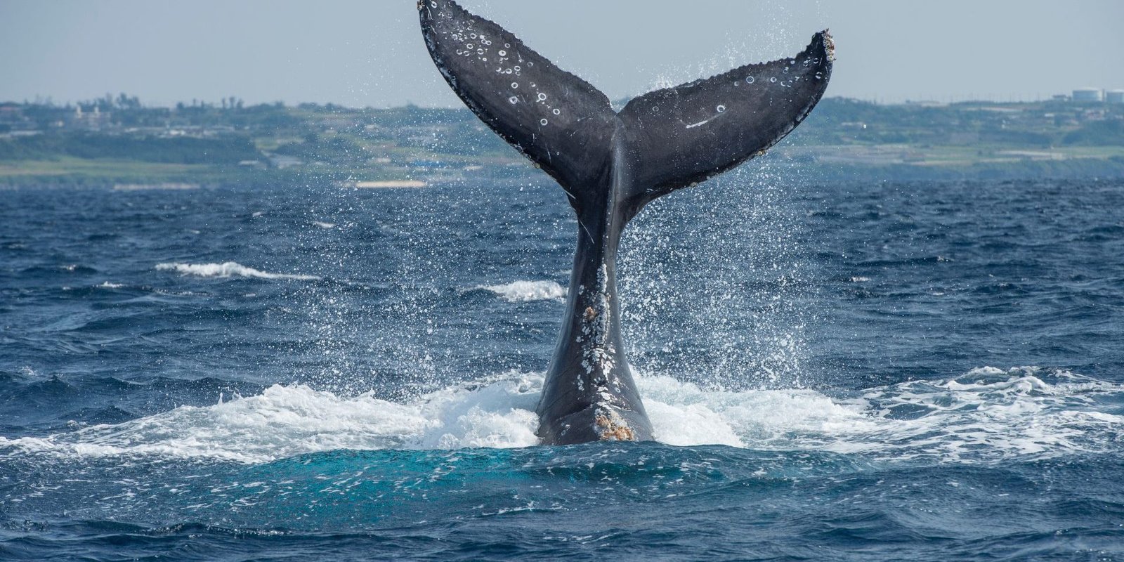 ballenas en tabarca ballenas en tabarca