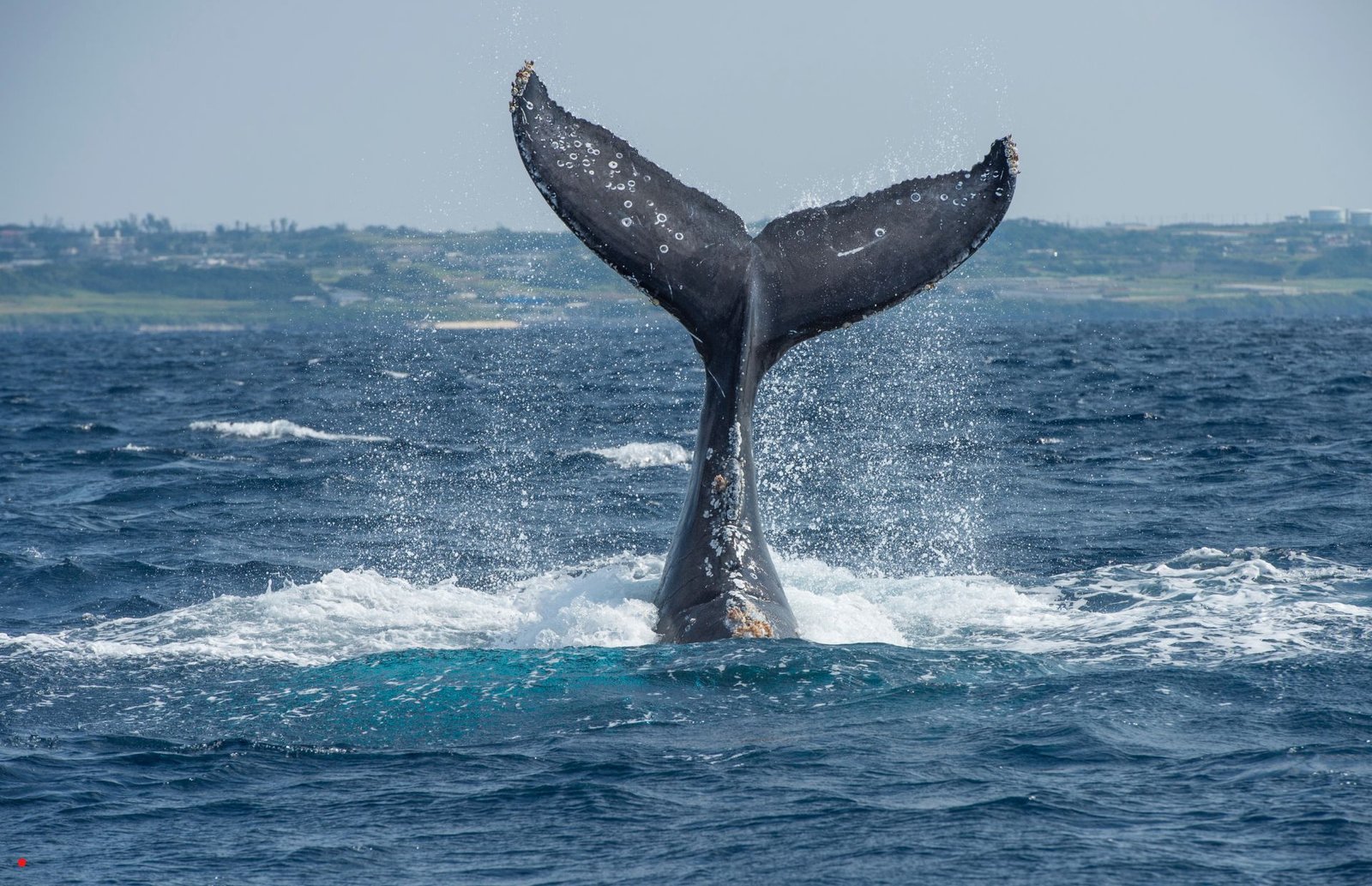 ballenas en tabarca