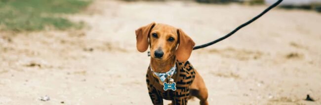 pet friendly tabarca.jpg pet friendly tabarca.jpg