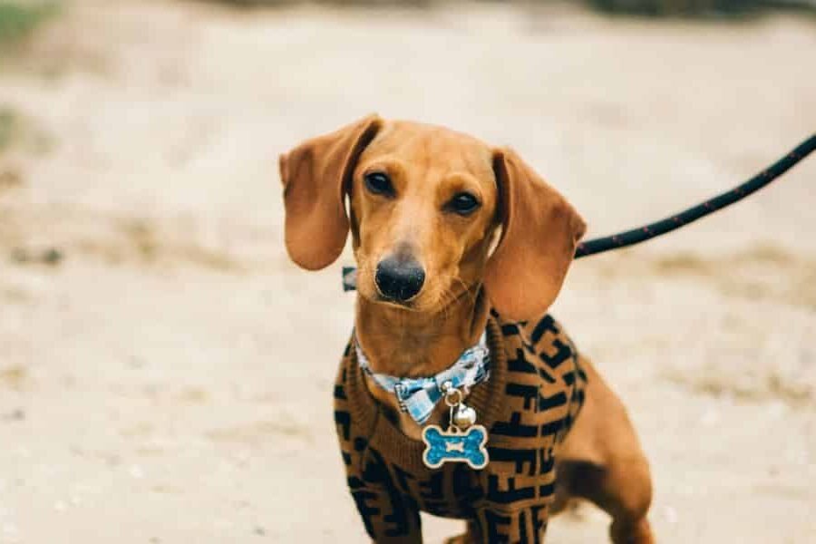 pet friendly tabarca.jpg pet friendly tabarca.jpg