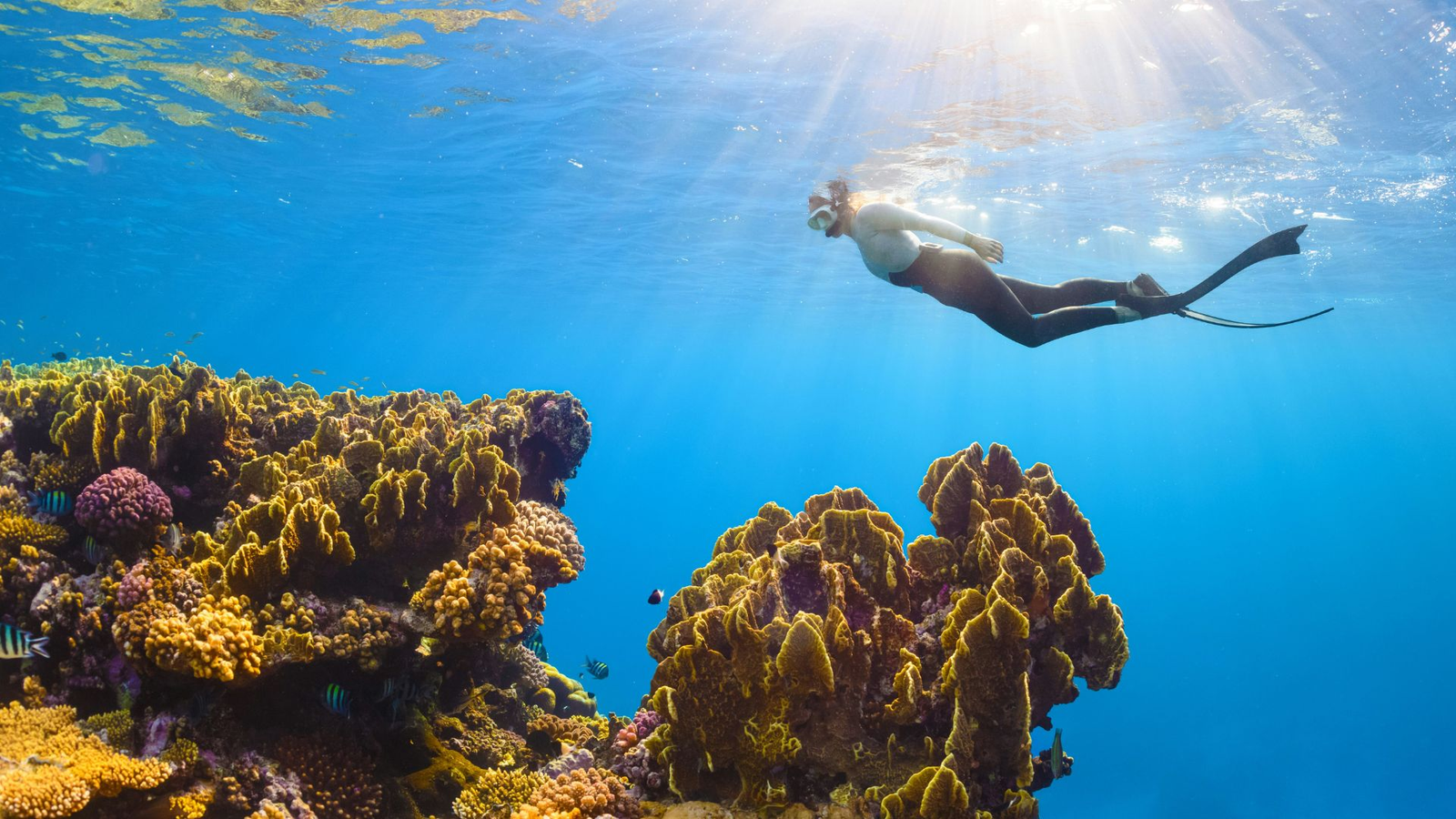 Snorkel en la Reserva Marina de Tabarca