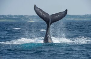 ballenas en tabarcaballenas en tabarca