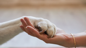 Pata de perro blanco apoyada sobre la mano de su dueña en Tabarca, destino pet friendly